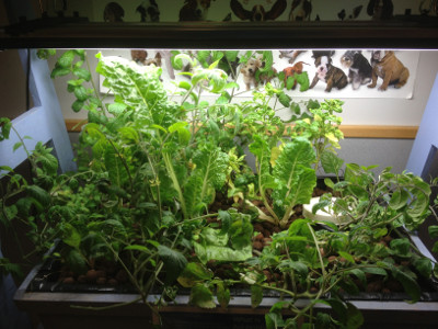 Aquaponics